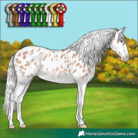 Horse Color:Silver Classic Champagne Sabino Appaloosa