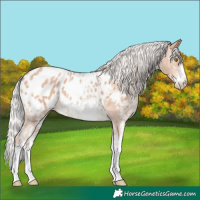 Horse Color:Silver Classic Champagne Sabino Appaloosa 