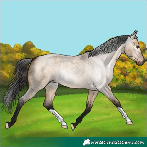 Horse Color:Gray Bay Roan Dun 