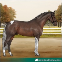 Horse Color:Silver Black Tobiano 