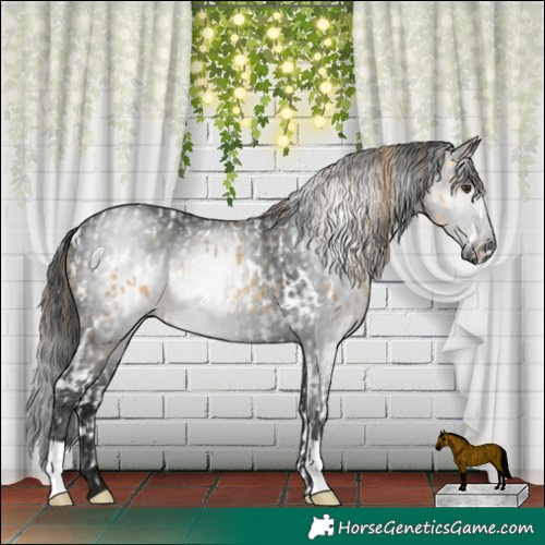 Horse Color:Buckskin Dun Splash Tobiano Appaloosa  and Gray Black 