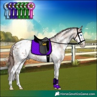 Horse Color:White Spotted Classic Champagne Sabino Splash Appaloosa 