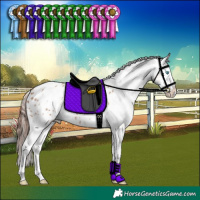 Horse Color:White Spotted Classic Champagne Sabino Splash Appaloosa 