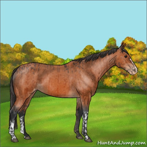 Horse Color:Bay Appaloosa and Bay Appaloosa