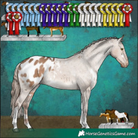 Horse Color:White Spotted Liver Red Dun Tobiano Appaloosa Rabicano