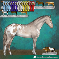 Horse Color:White Spotted Liver Red Dun Tobiano Appaloosa Rabicano 