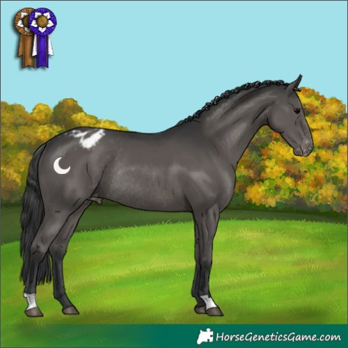 Horse Color:Black Appaloosa Rabicano 