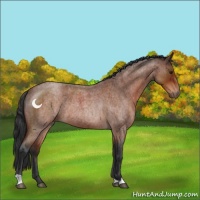 Horse Color:Brown Roan Rabicano 