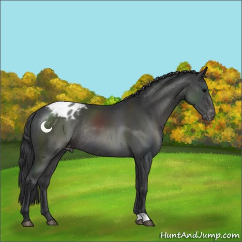 Horse Color:Black Appaloosa Rabicano 