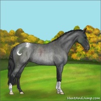 Horse Color:Blue Roan Appaloosa Rabicano