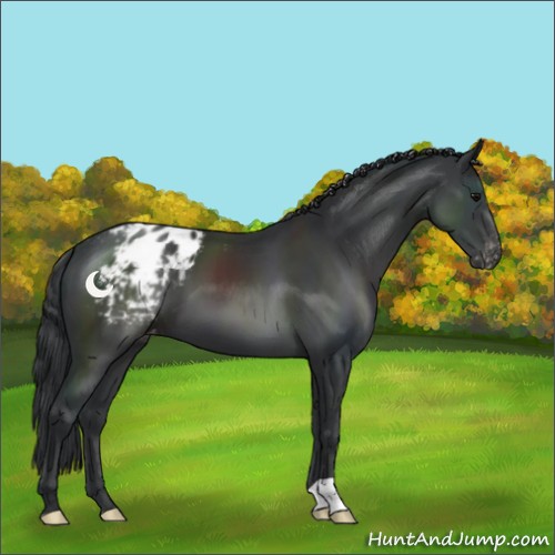 Horse Color:Black Appaloosa 