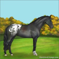 Horse Color:Black Appaloosa