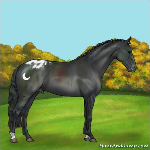 Horse Color:Black Appaloosa 