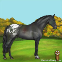 Horse Color:Black Appaloosa