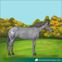 Horse Color:Black Appaloosa