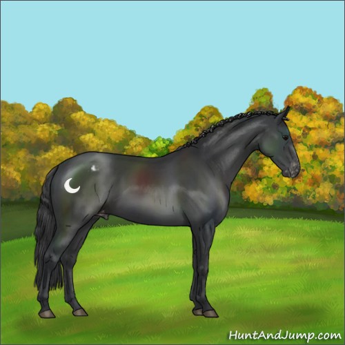 Horse Color:Black Appaloosa 