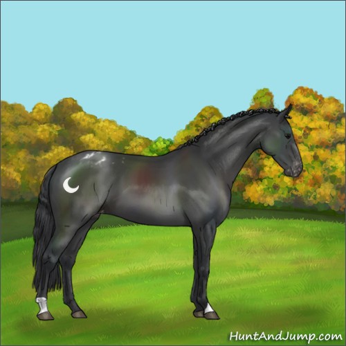 Horse Color:Black Appaloosa 