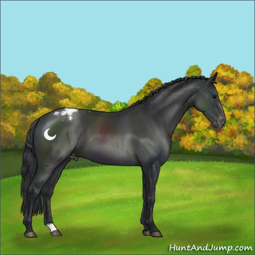 Horse Color:Black Appaloosa 