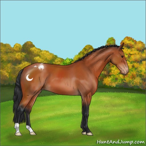 Horse Color:Brown Appaloosa 