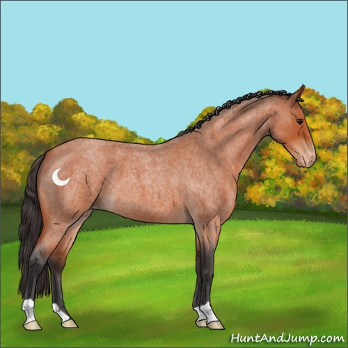Horse Color:Brown Roan Varnish