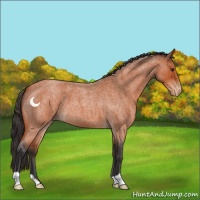 Horse Color:Brown Roan Appaloosa 