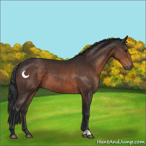 Horse Color:Brown 