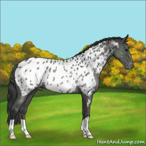 Horse Color:Black Appaloosa Rabicano 
