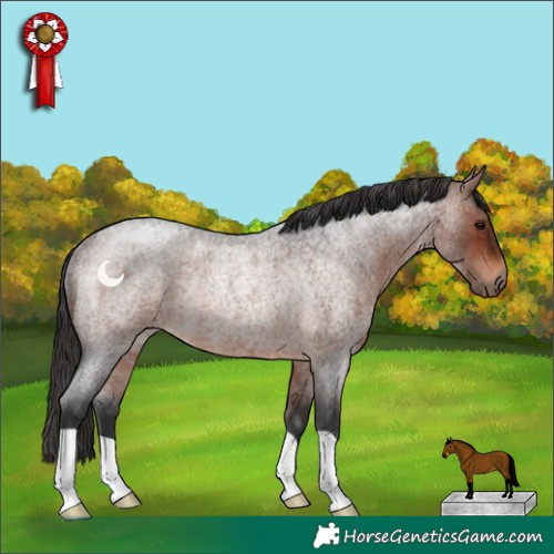 Horse Color:Bay Roan Rabicano 