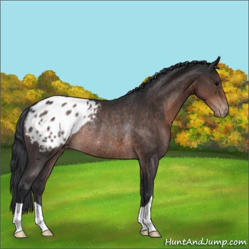Horse Color:Brown Appaloosa Rabicano 