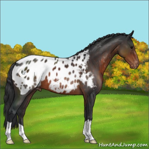 Horse Color:Brown Appaloosa 
