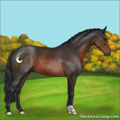 Horse Color:Brown 