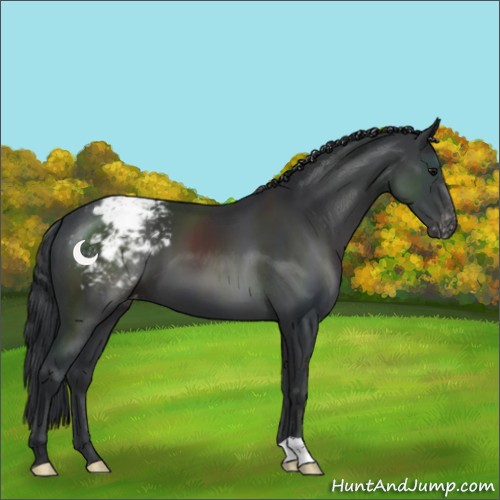 Horse Color:Black Appaloosa 
