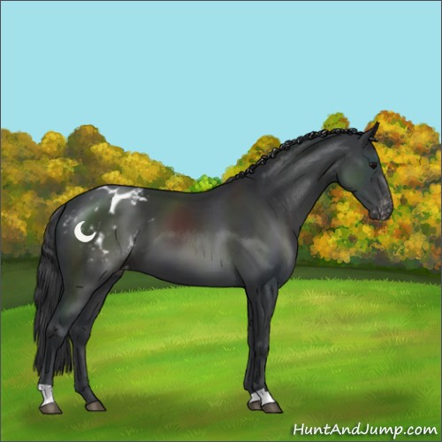 Horse Color:Black Appaloosa 