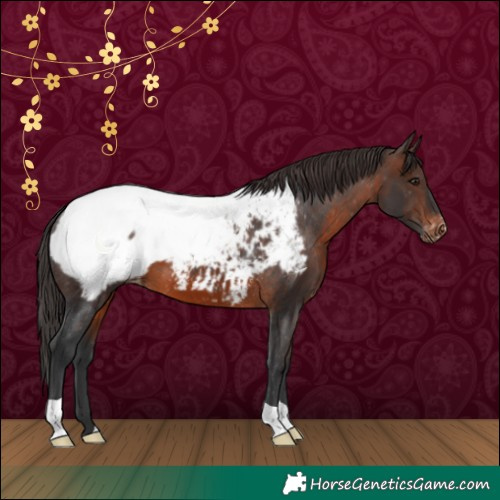 Horse Color:Brown Appaloosa 
