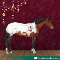 Horse Color:Brown Appaloosa 