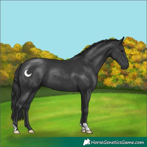 Horse Color:Black 