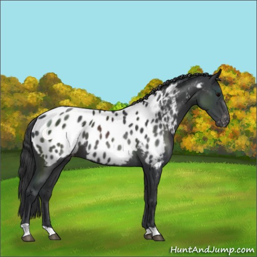 Horse Color:Black Appaloosa 