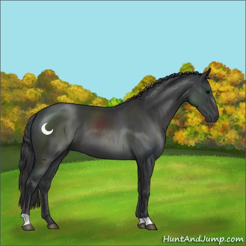 Horse Color:Black 