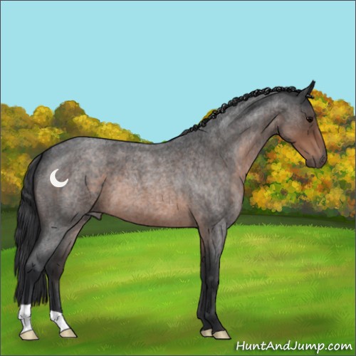 Horse Color:Brown Roan 