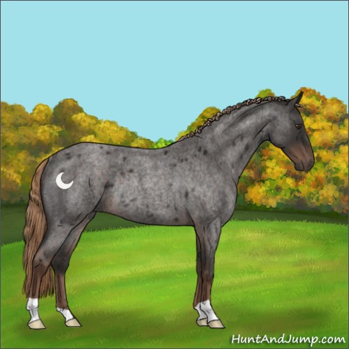Horse Color:Liver Red Roan Rabicano 