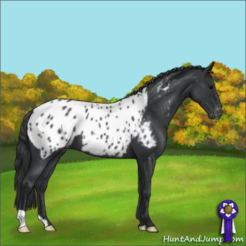 Horse Color:Blue Roan Appaloosa 