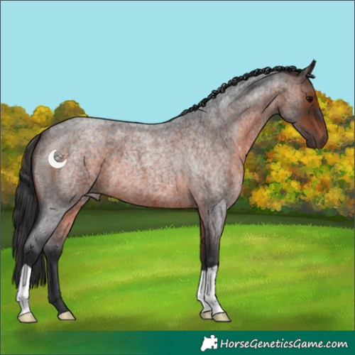 Horse Color:Brown Roan 