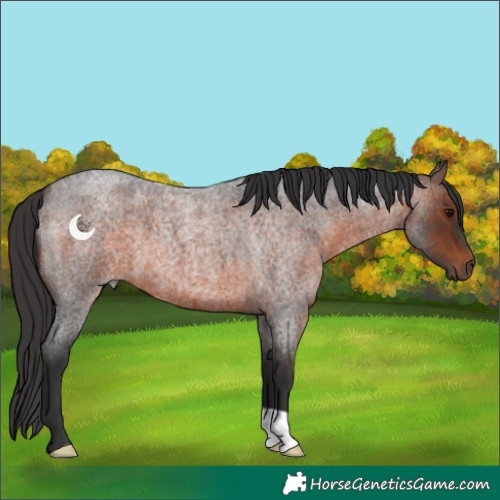 Horse Color:Brown Roan 