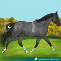 Horse Color:Blue Roan 