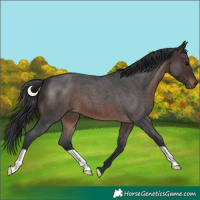 Horse Color:Brown Roan