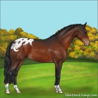 Horse Color:Brown Appaloosa