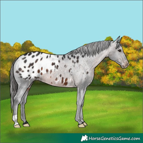 Horse Color:Brown Appaloosa 