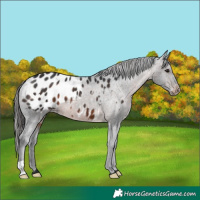 Horse Color:Brown Appaloosa
