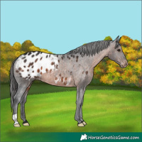 Horse Color:Brown Appaloosa