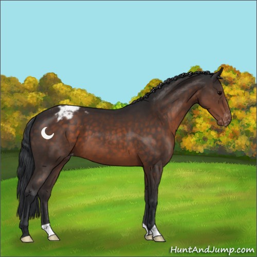 Horse Color:Brown Appaloosa 
